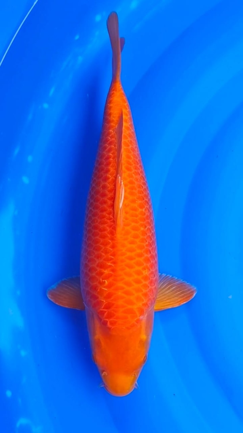 Juara 3