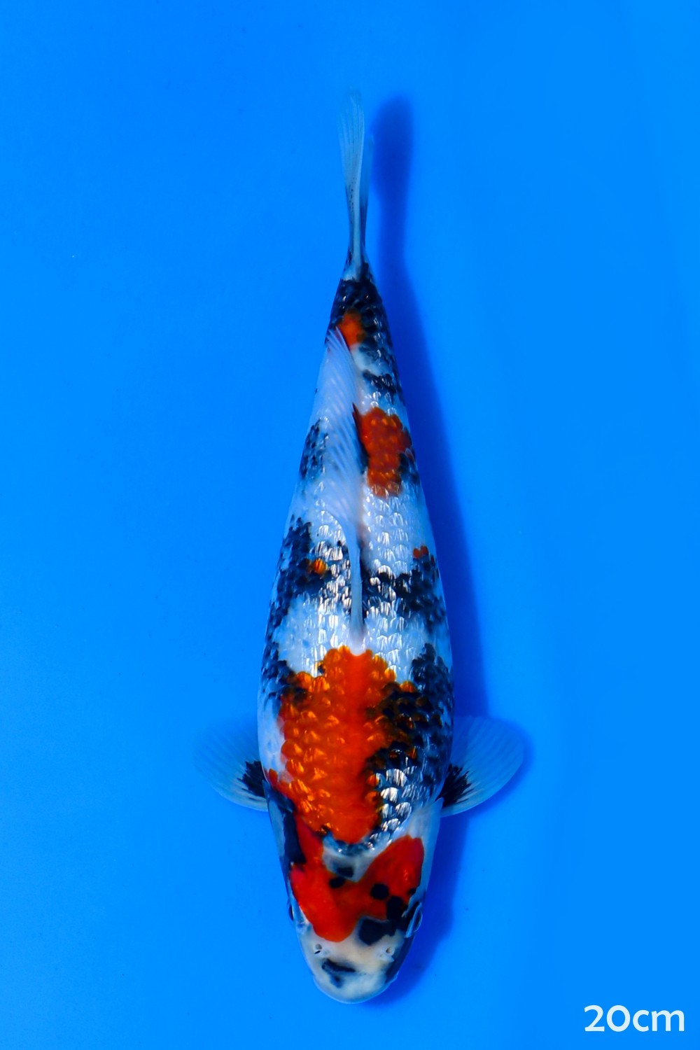Juara 5