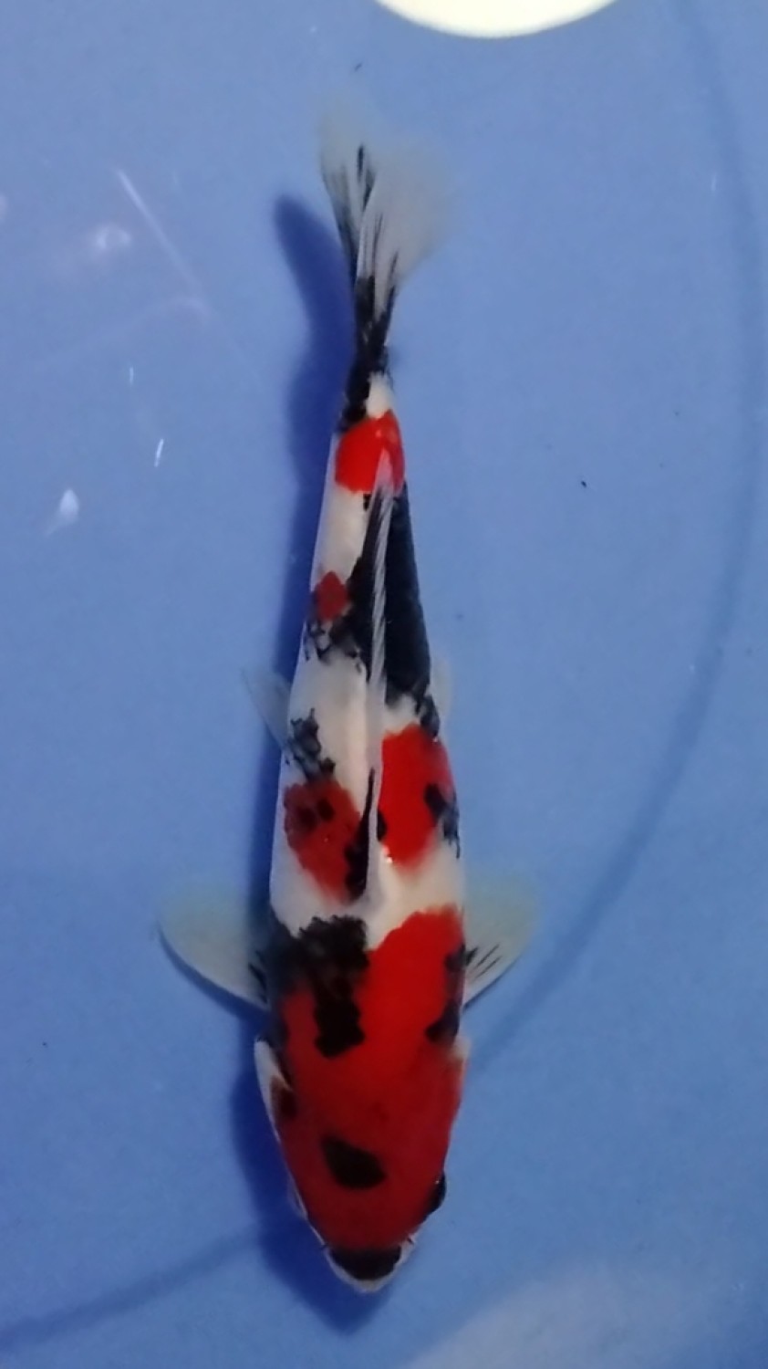 Juara 3