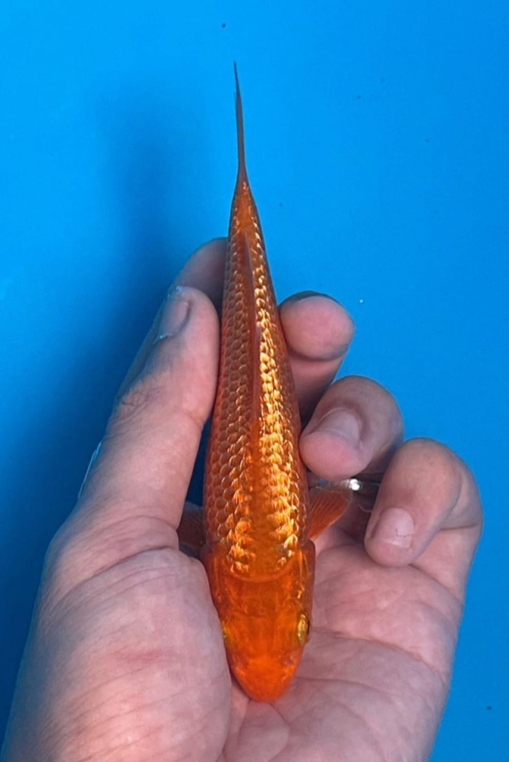 Juara 2