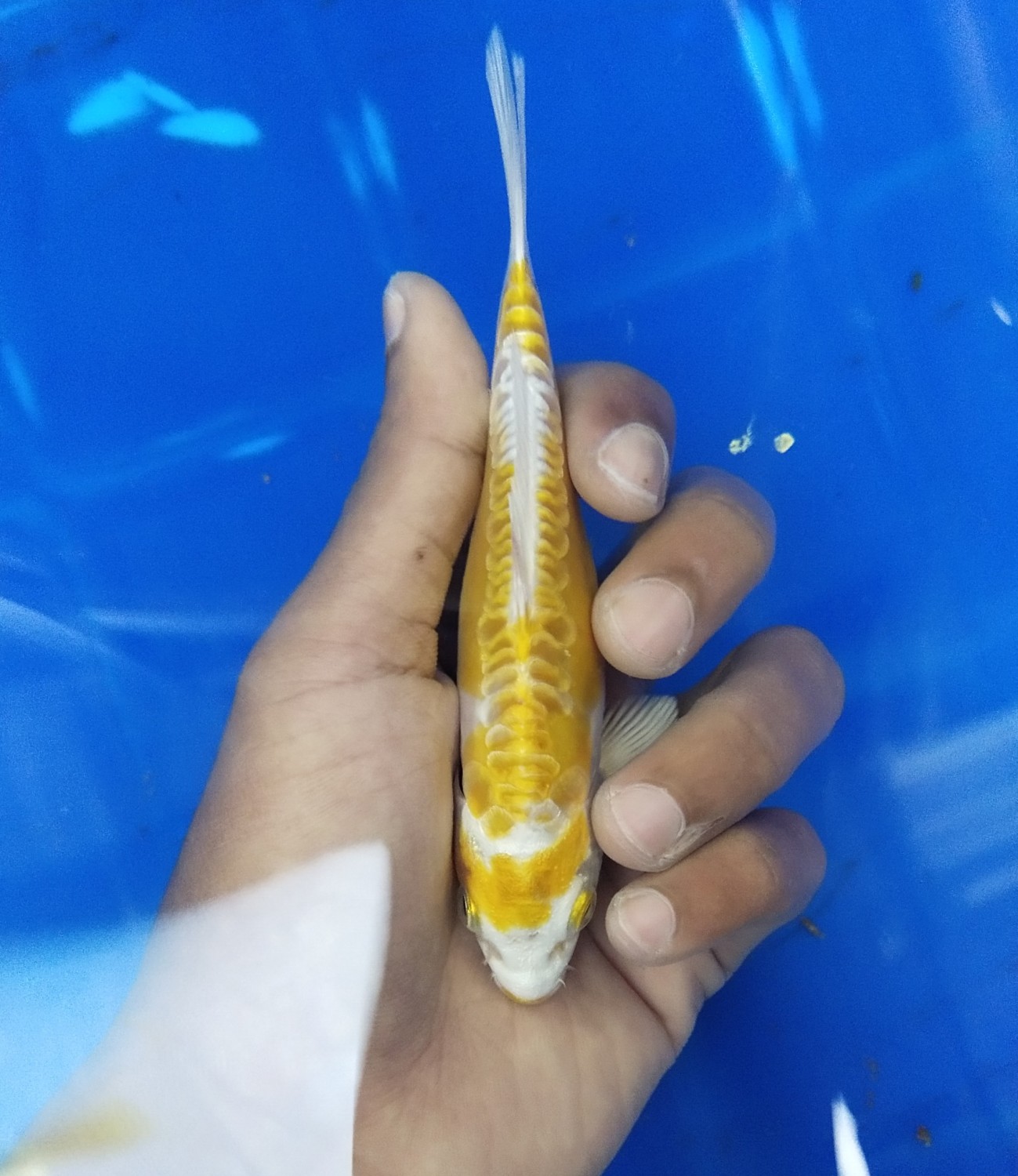 Juara 2