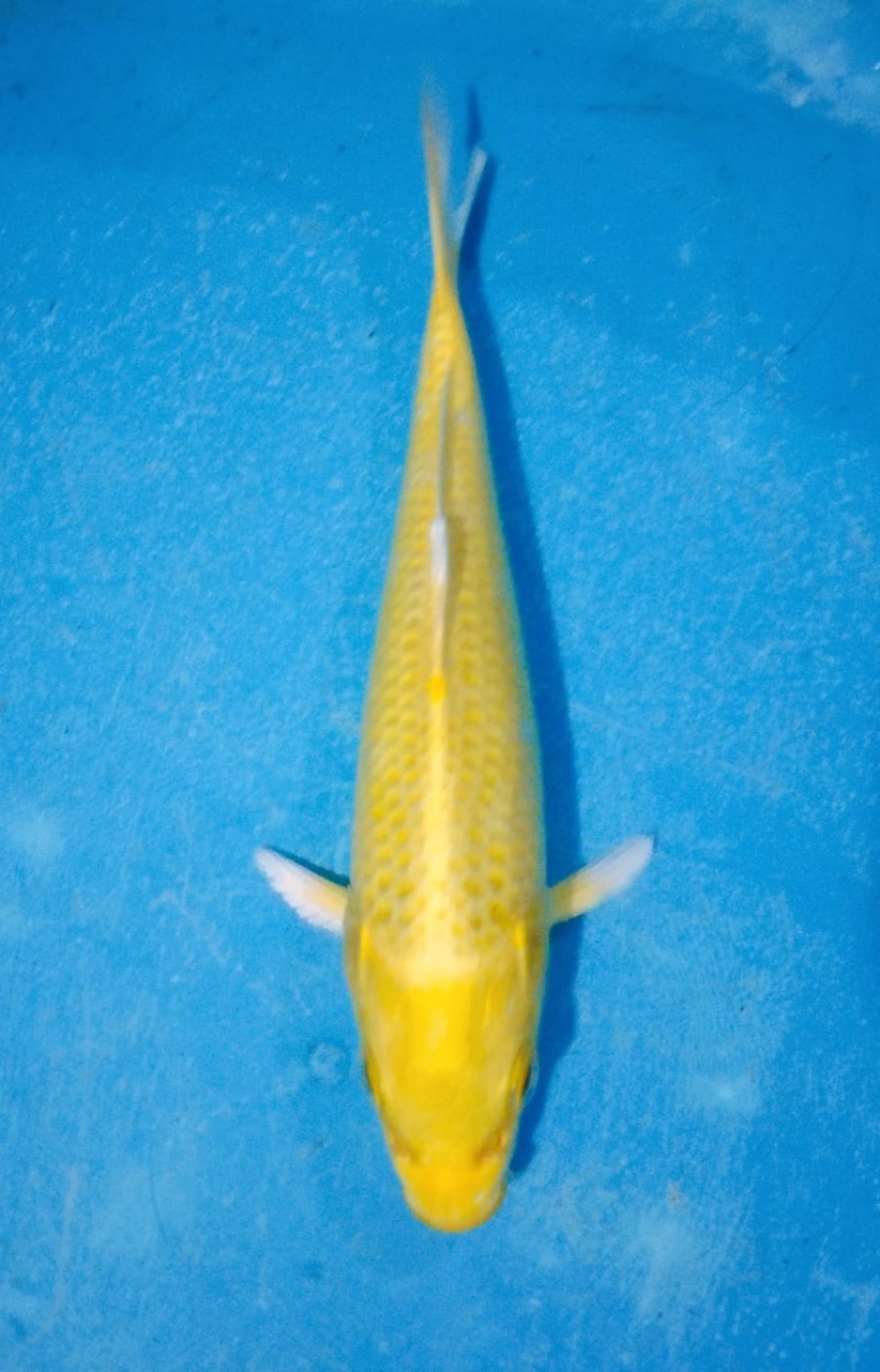 Juara 2