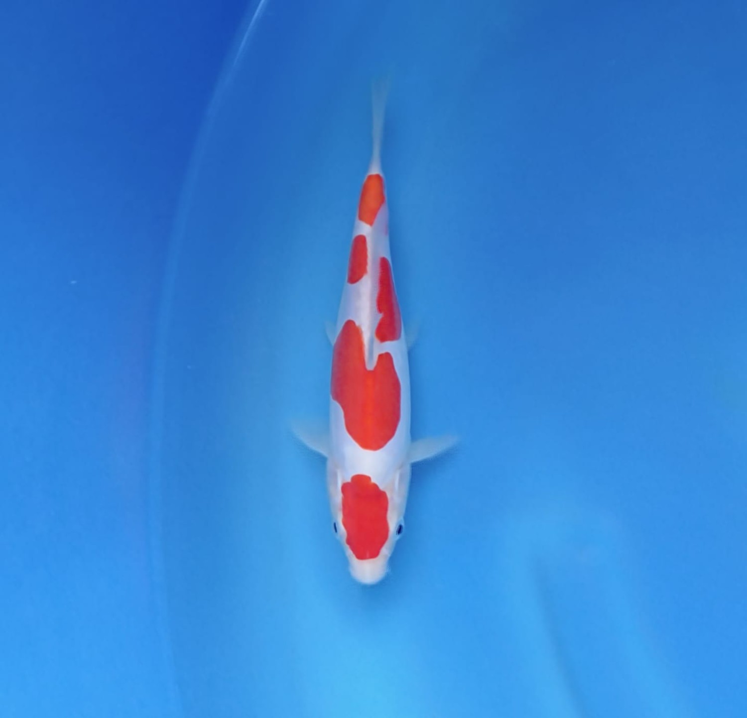 Best In Size C, 16 - 20 cm