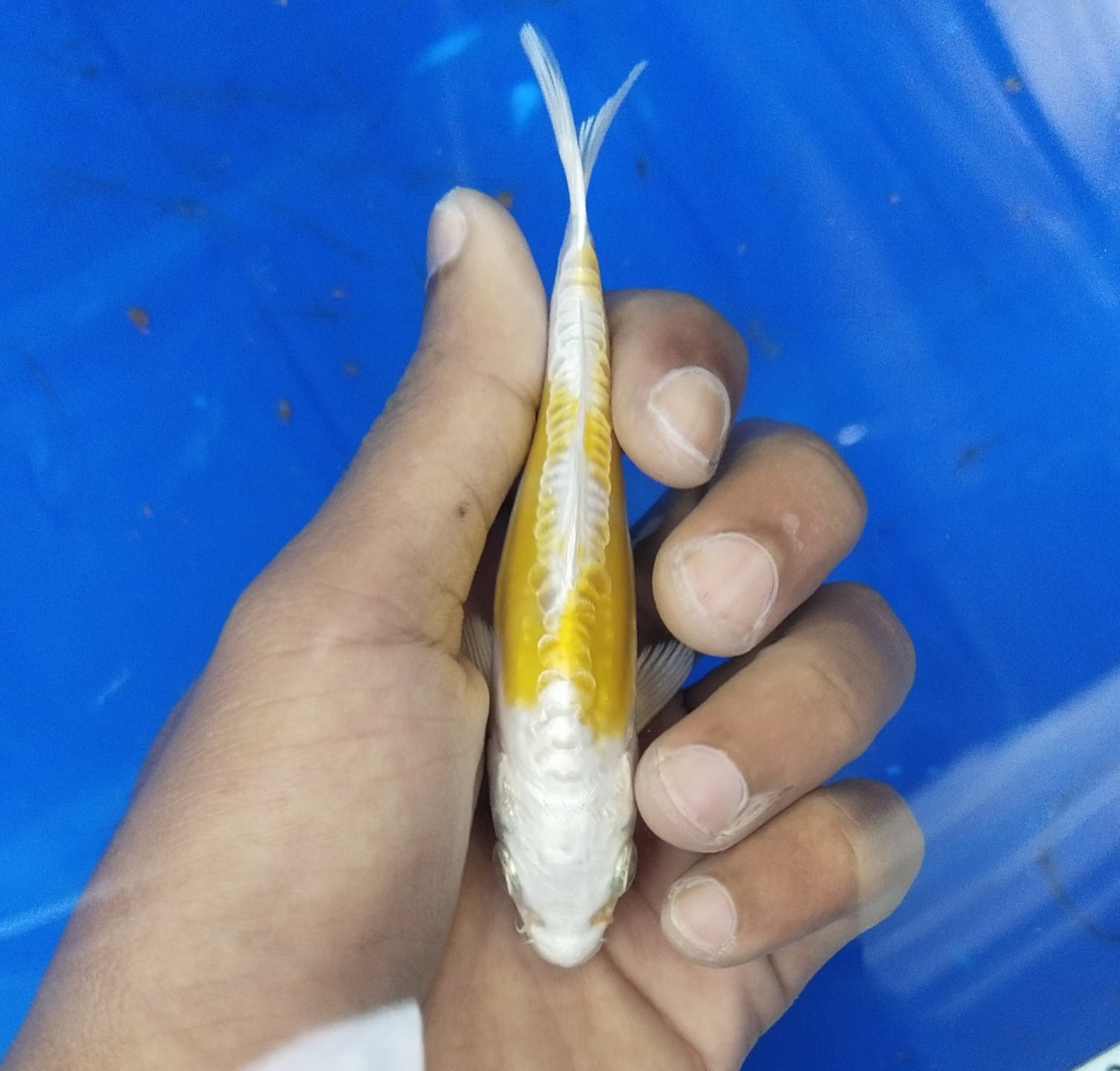 Juara 3