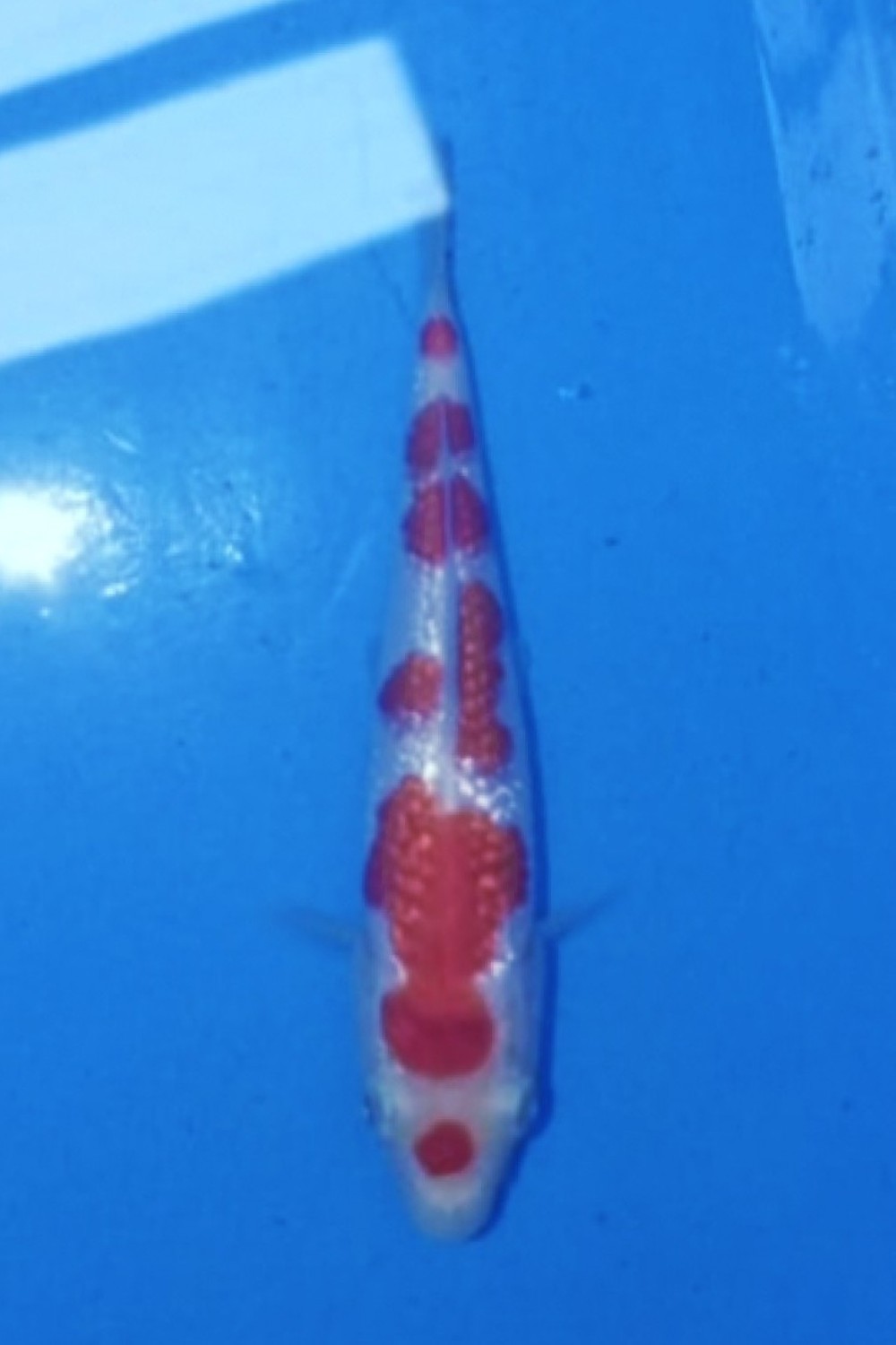 Juara 5