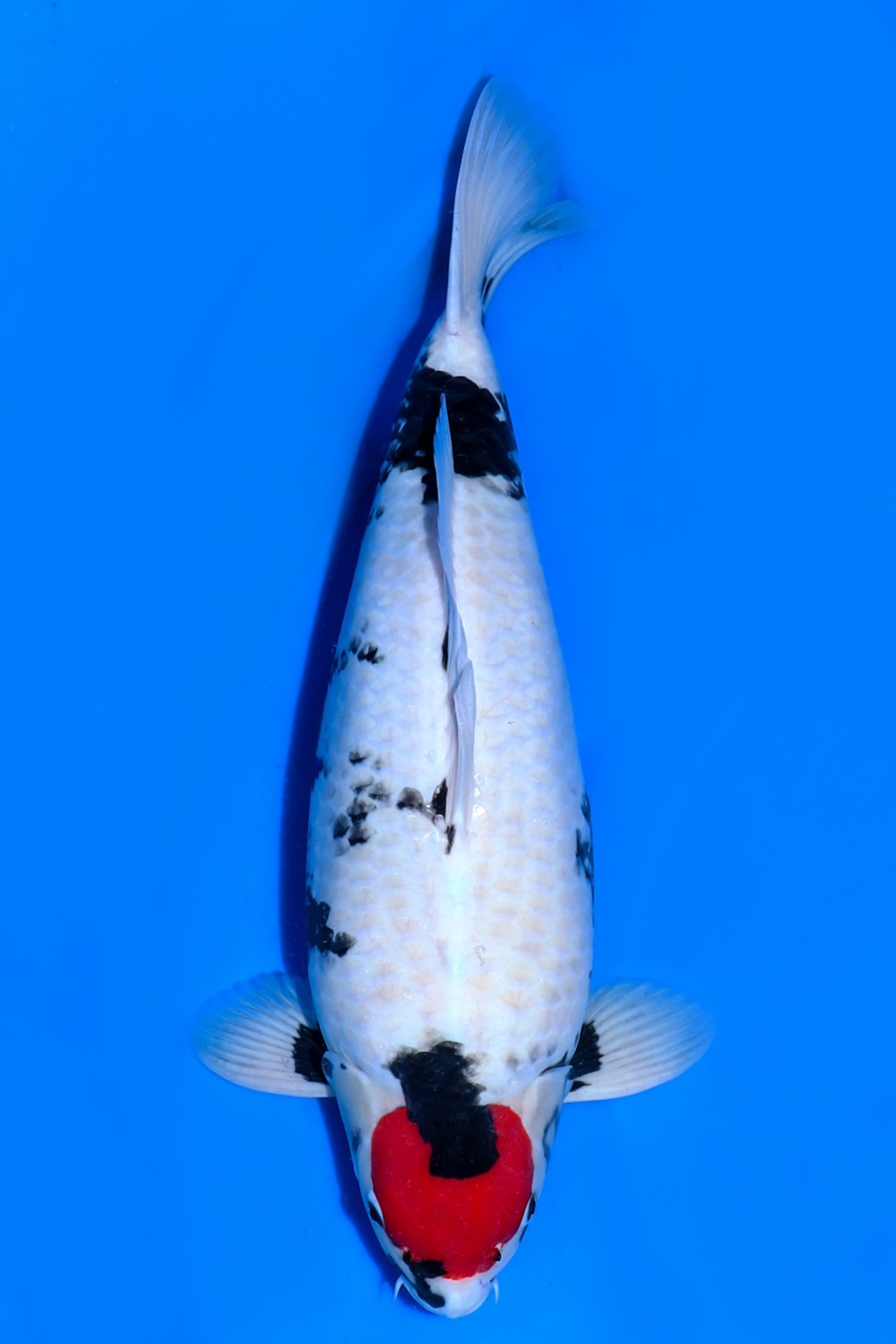 Juara 1