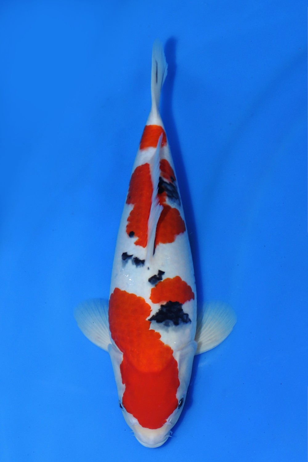 Juara 5