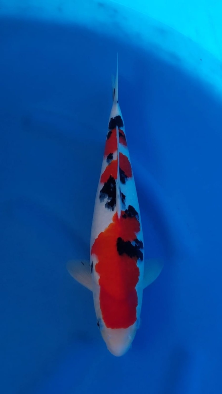 Juara 4