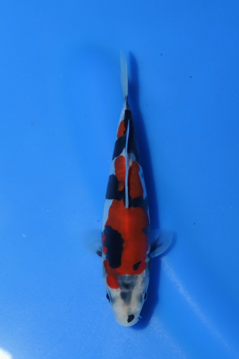 Juara 1