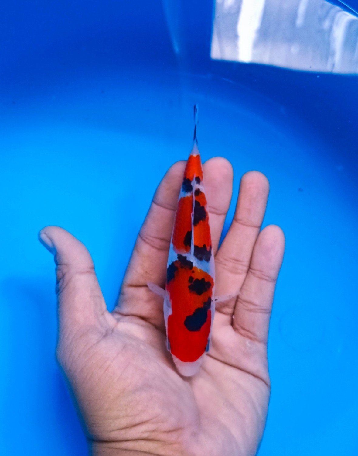 Juara 5