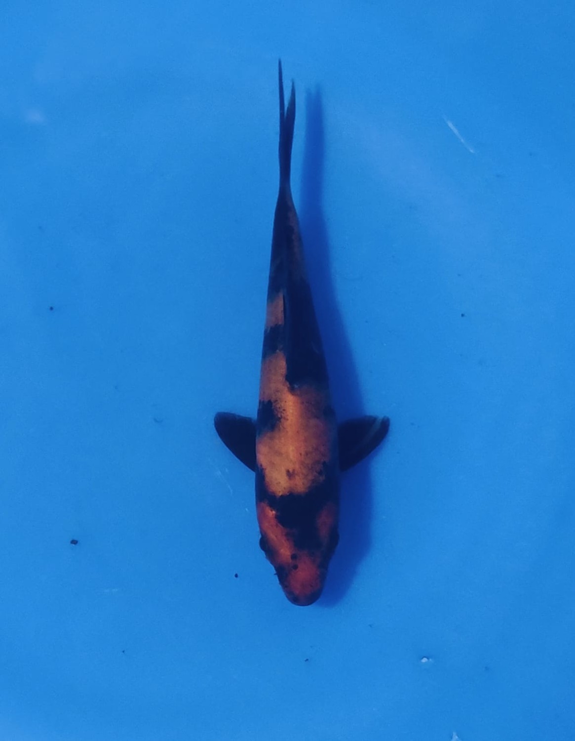 Juara 5