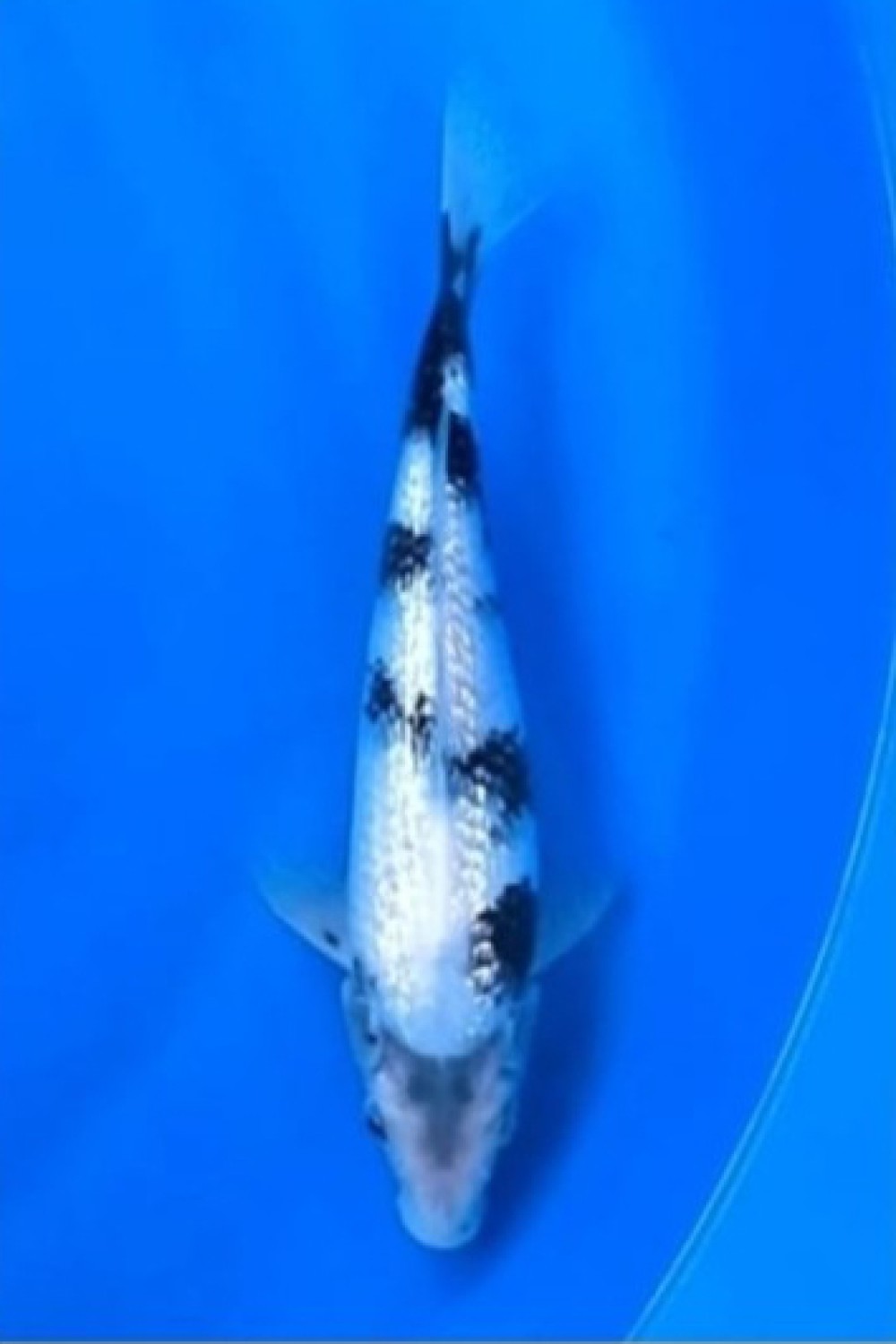 Juara 2