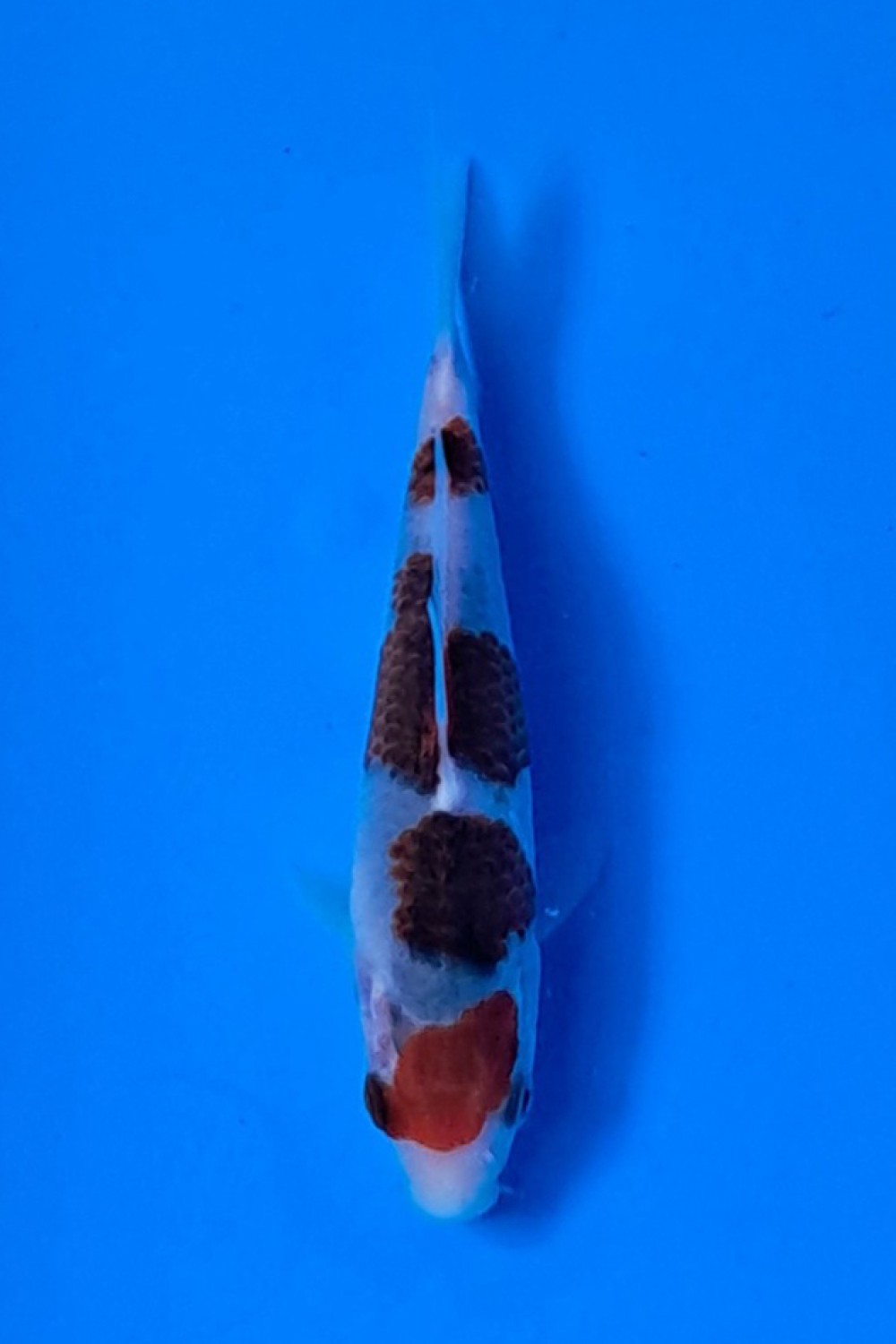 Juara 1