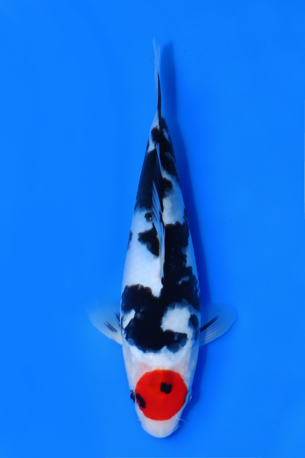 Juara 2