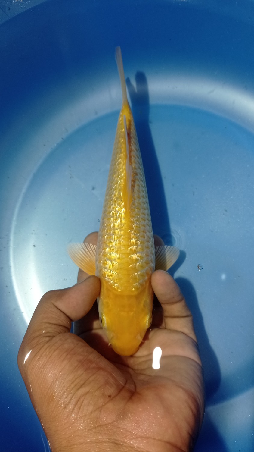 Juara 3