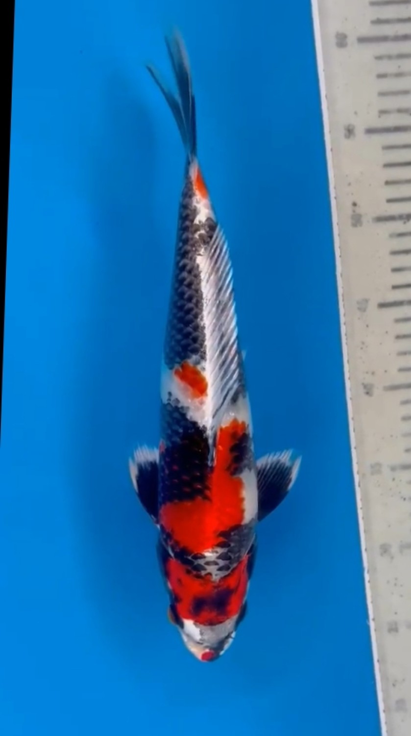 Juara 1
