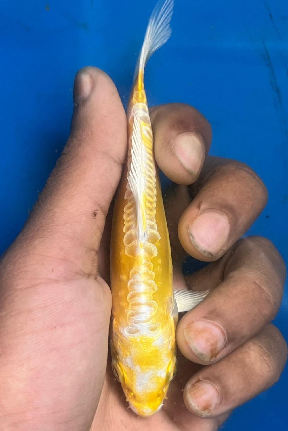 Juara 2