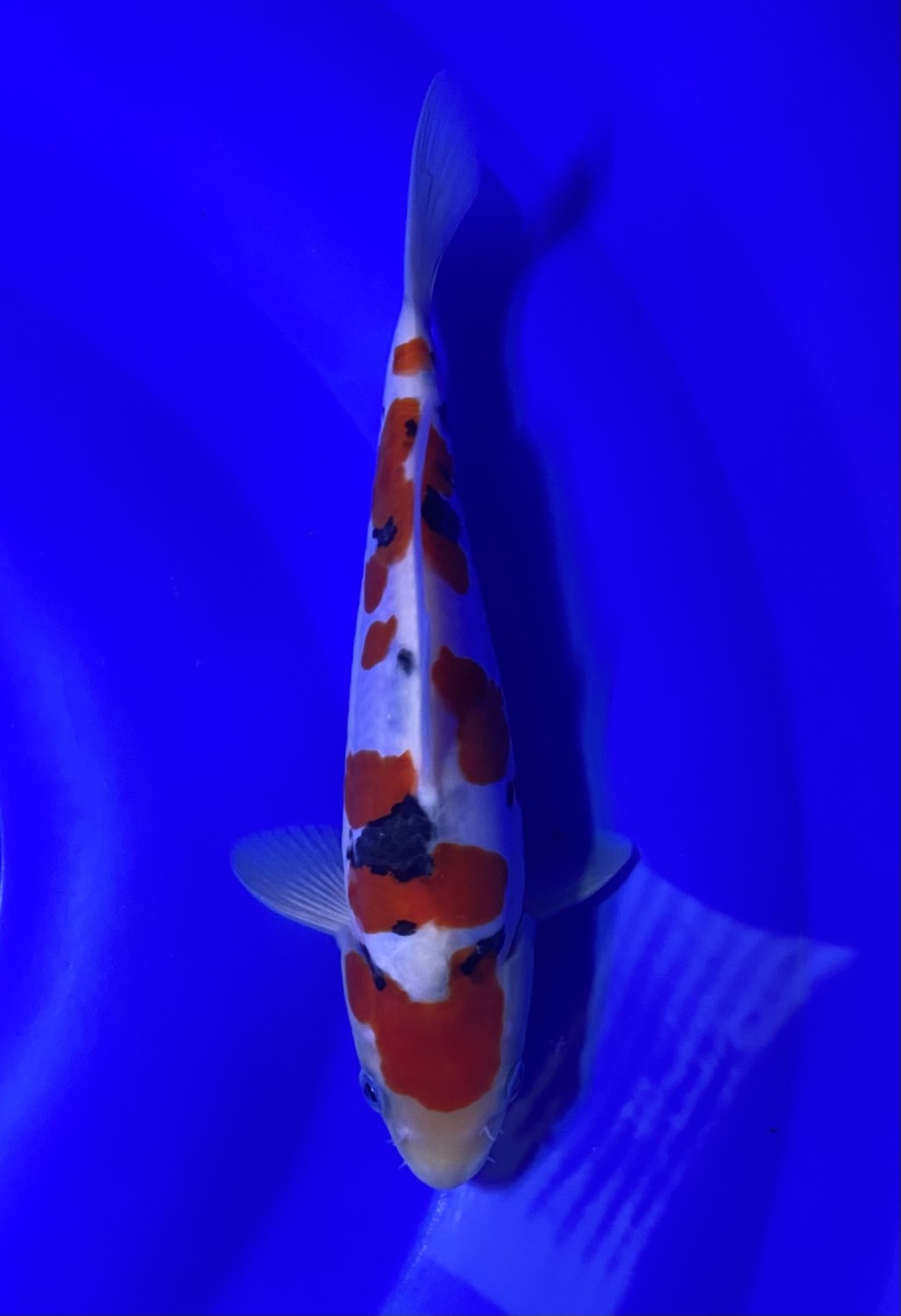 Best In Size C 16 - 20 cm