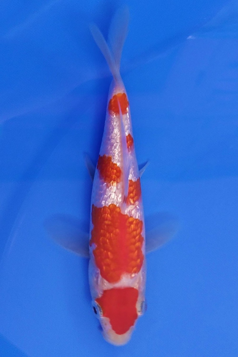 Best In Size B Up To 12 cm