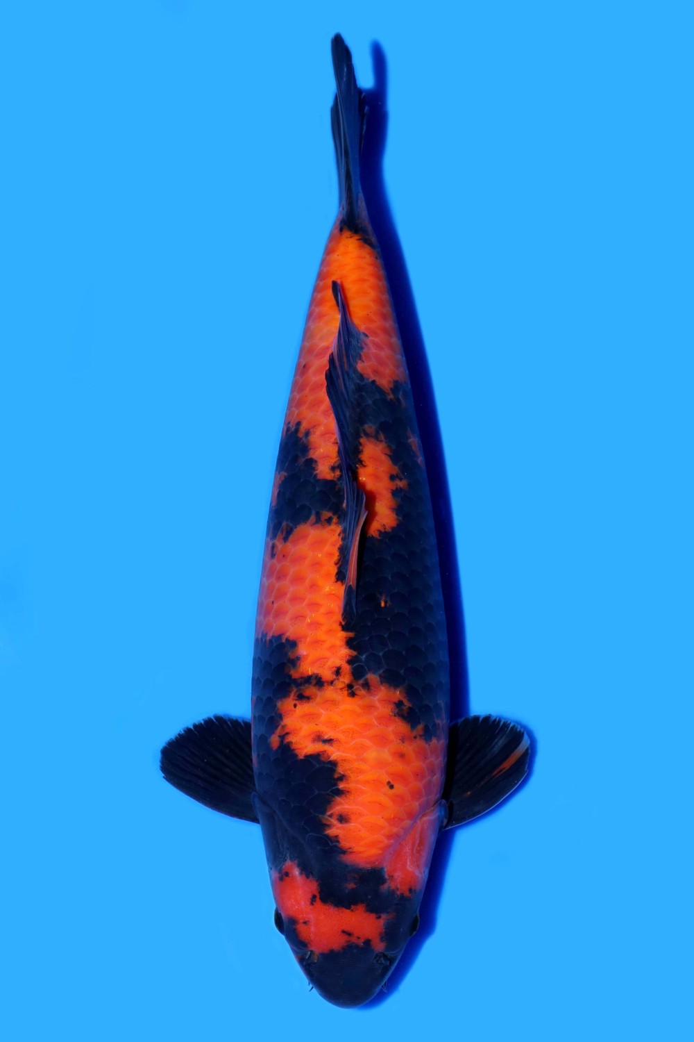 Juara 4