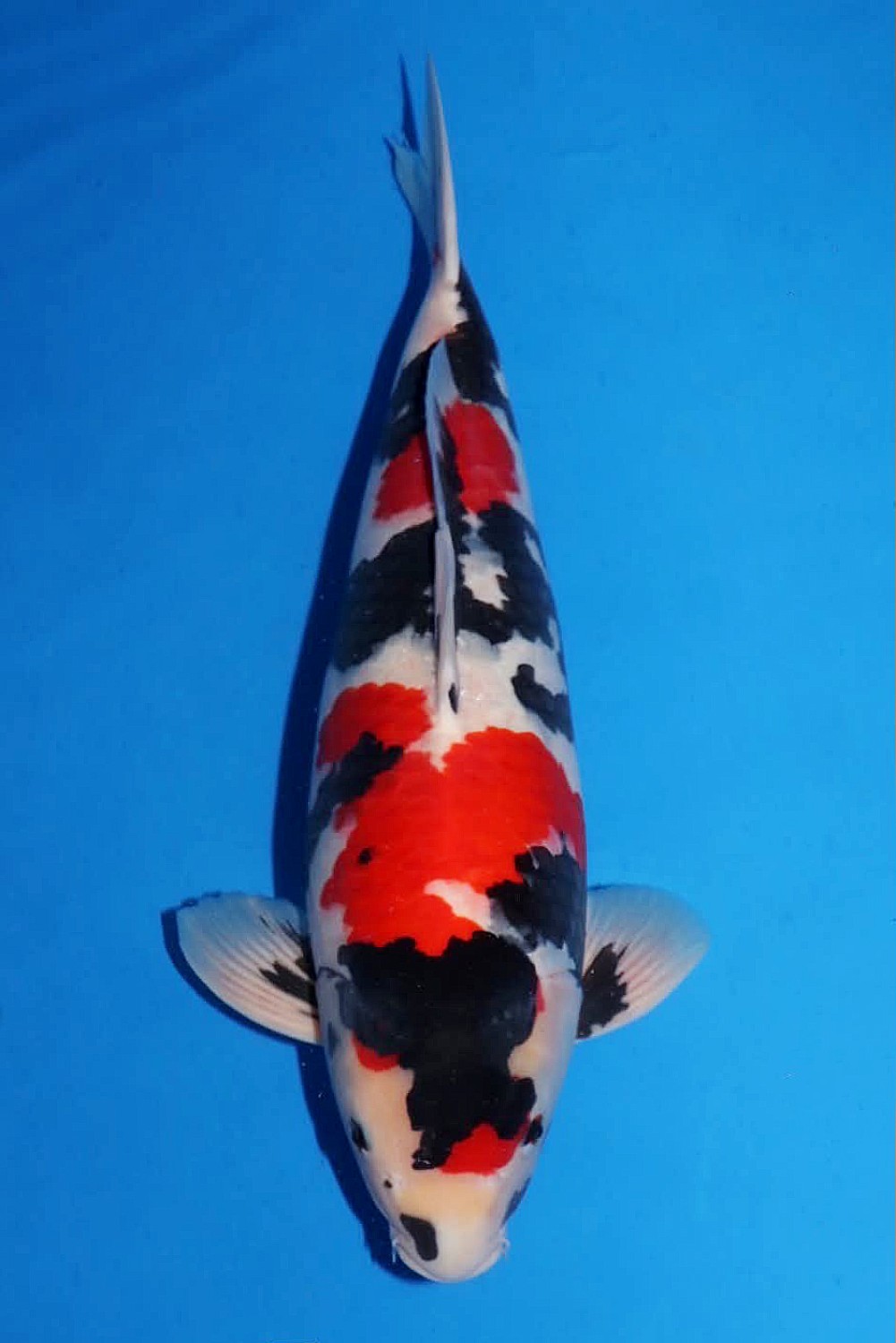 Best In Size A 56 - 60 cm
