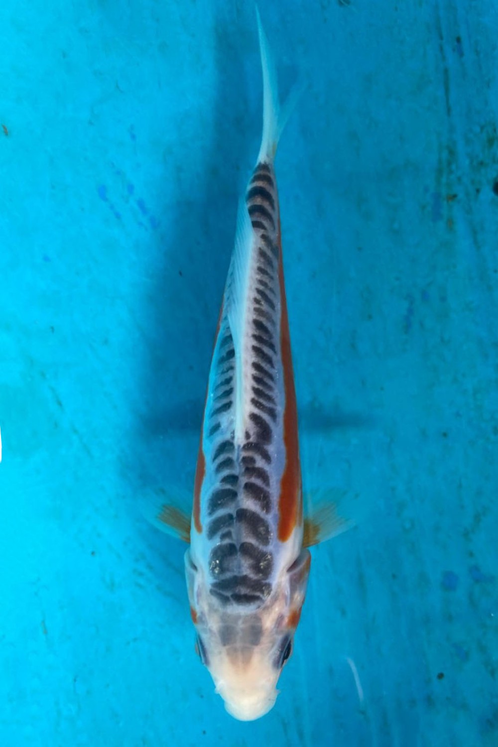 Juara 1