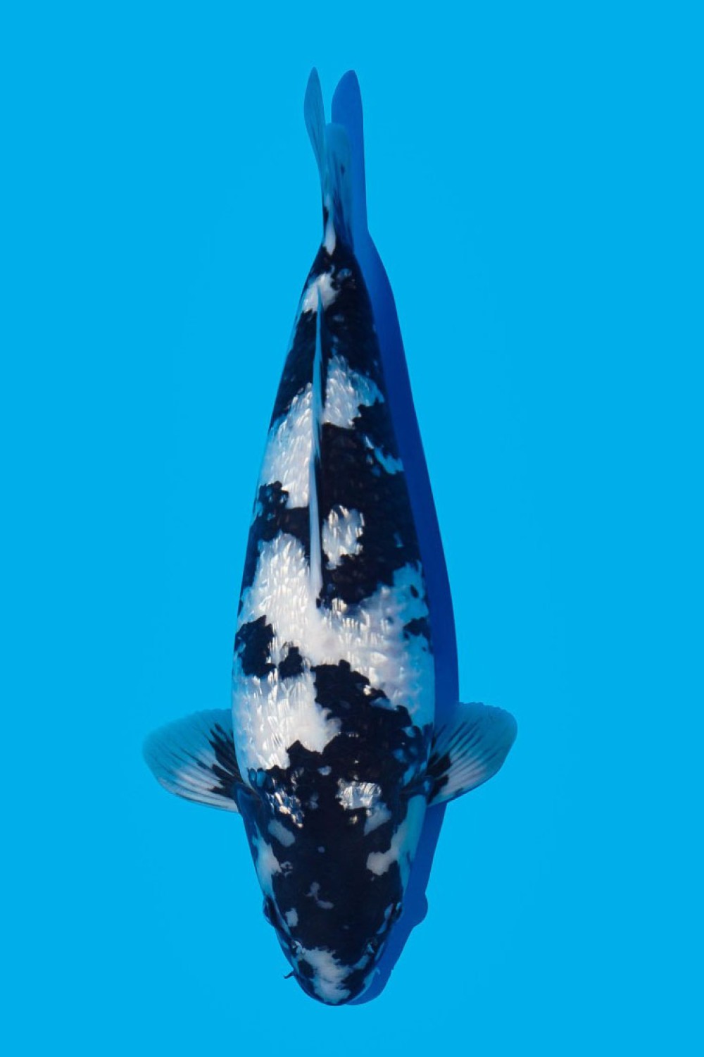 Juara 1
