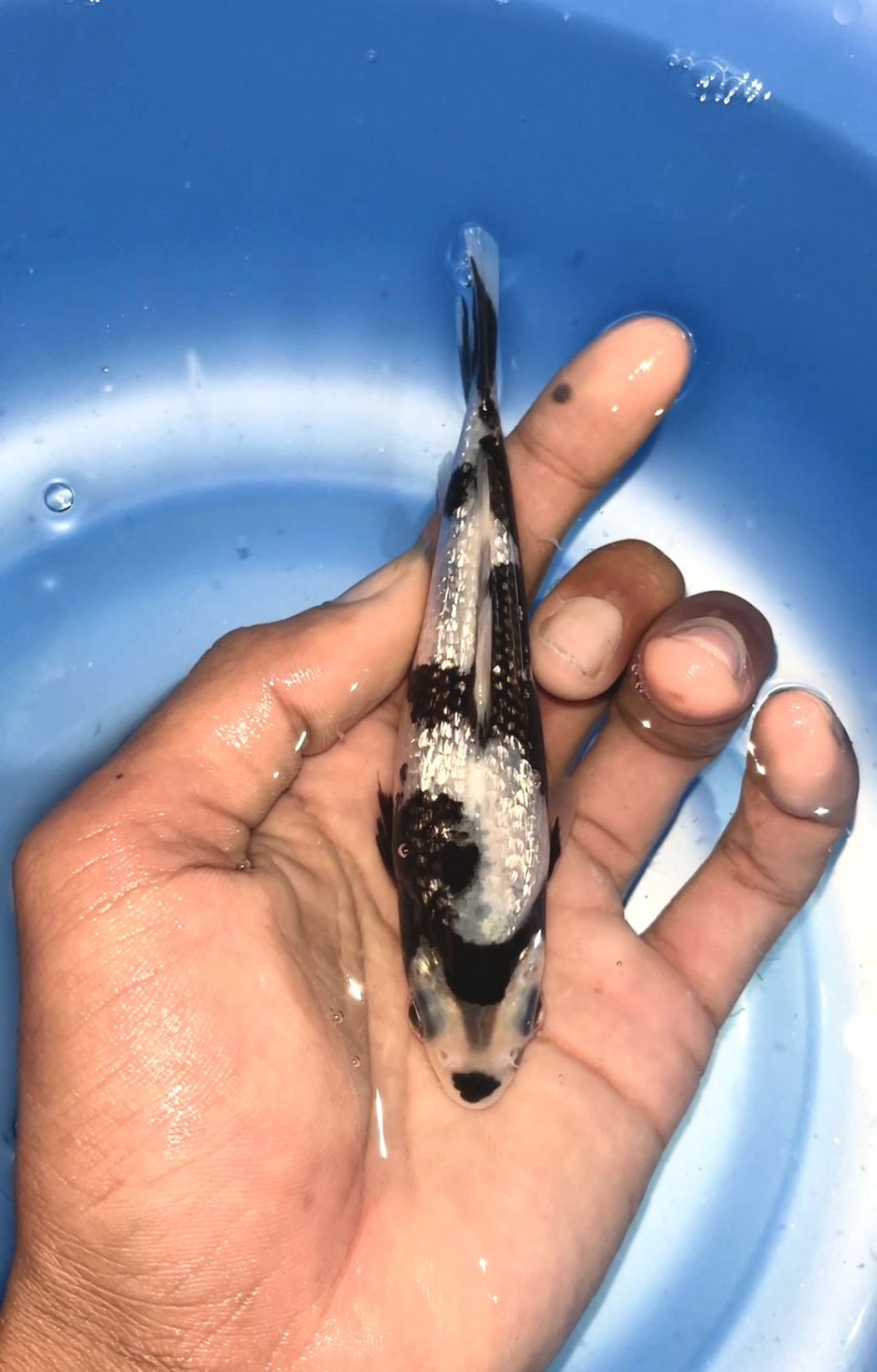 Juara 5