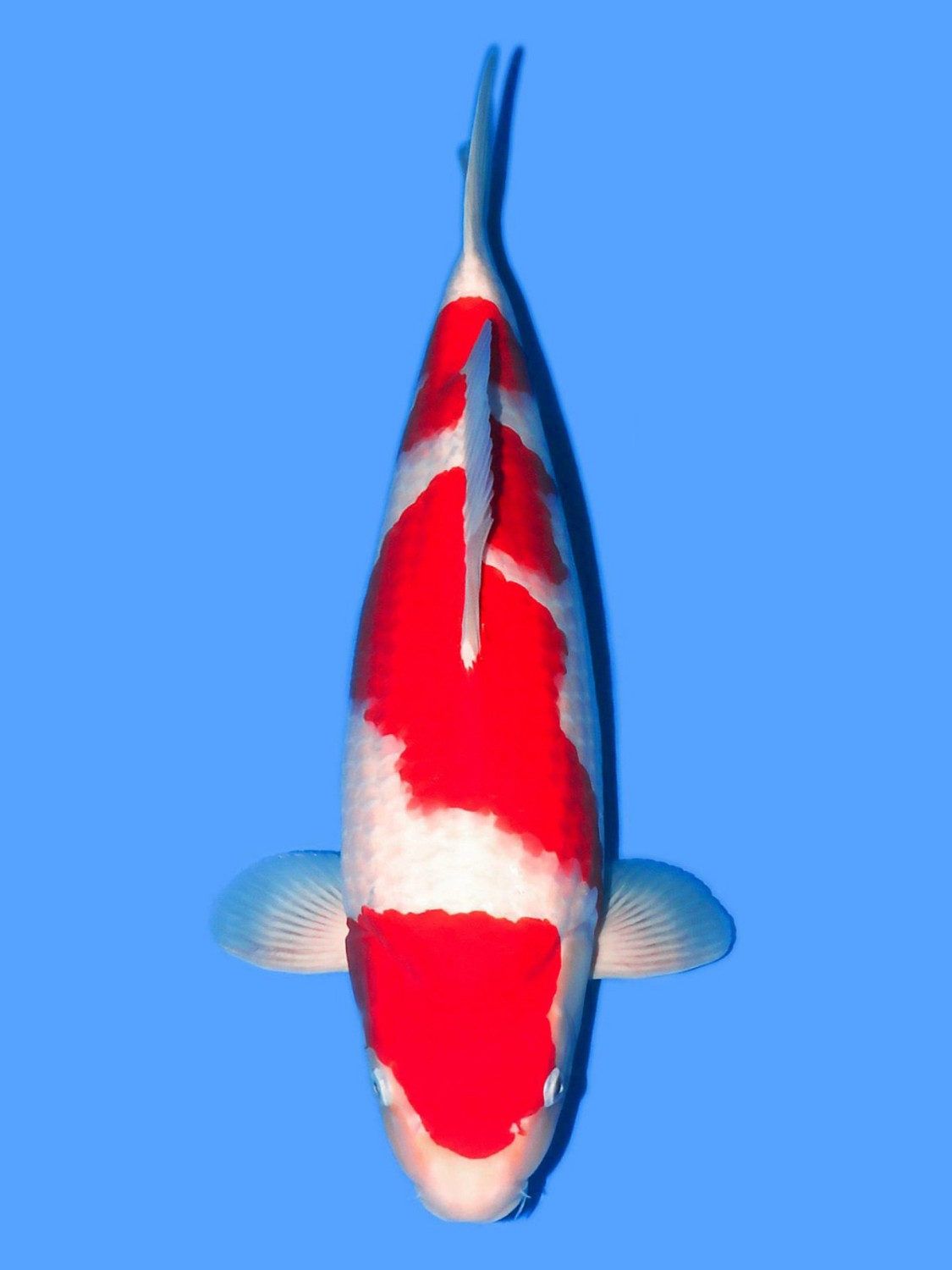 Juara 1
