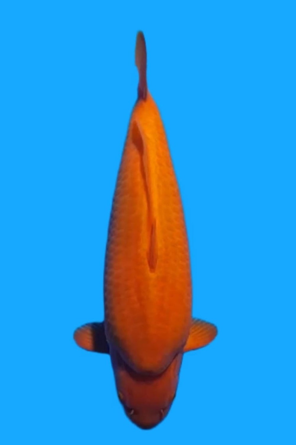 Juara 1