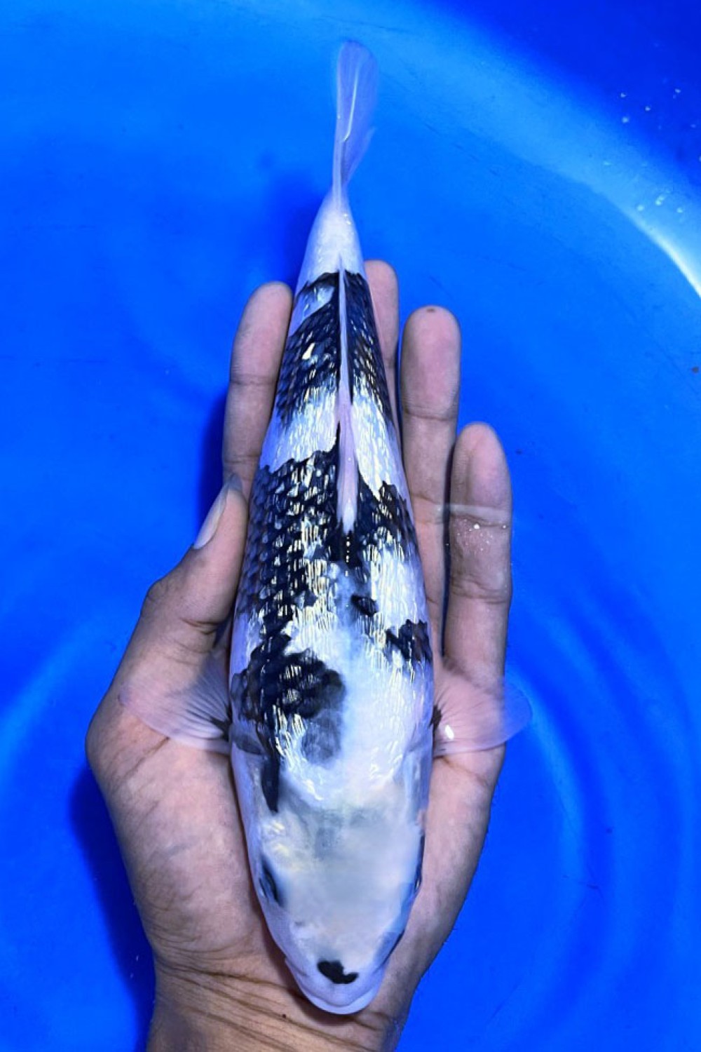 Juara 1