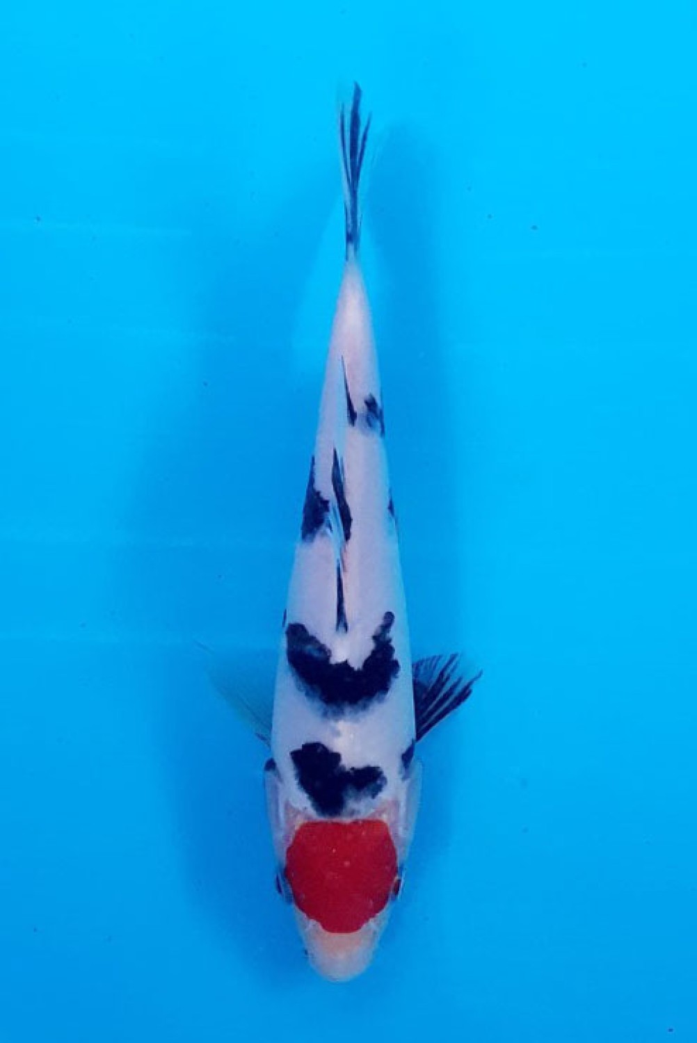 Juara 5