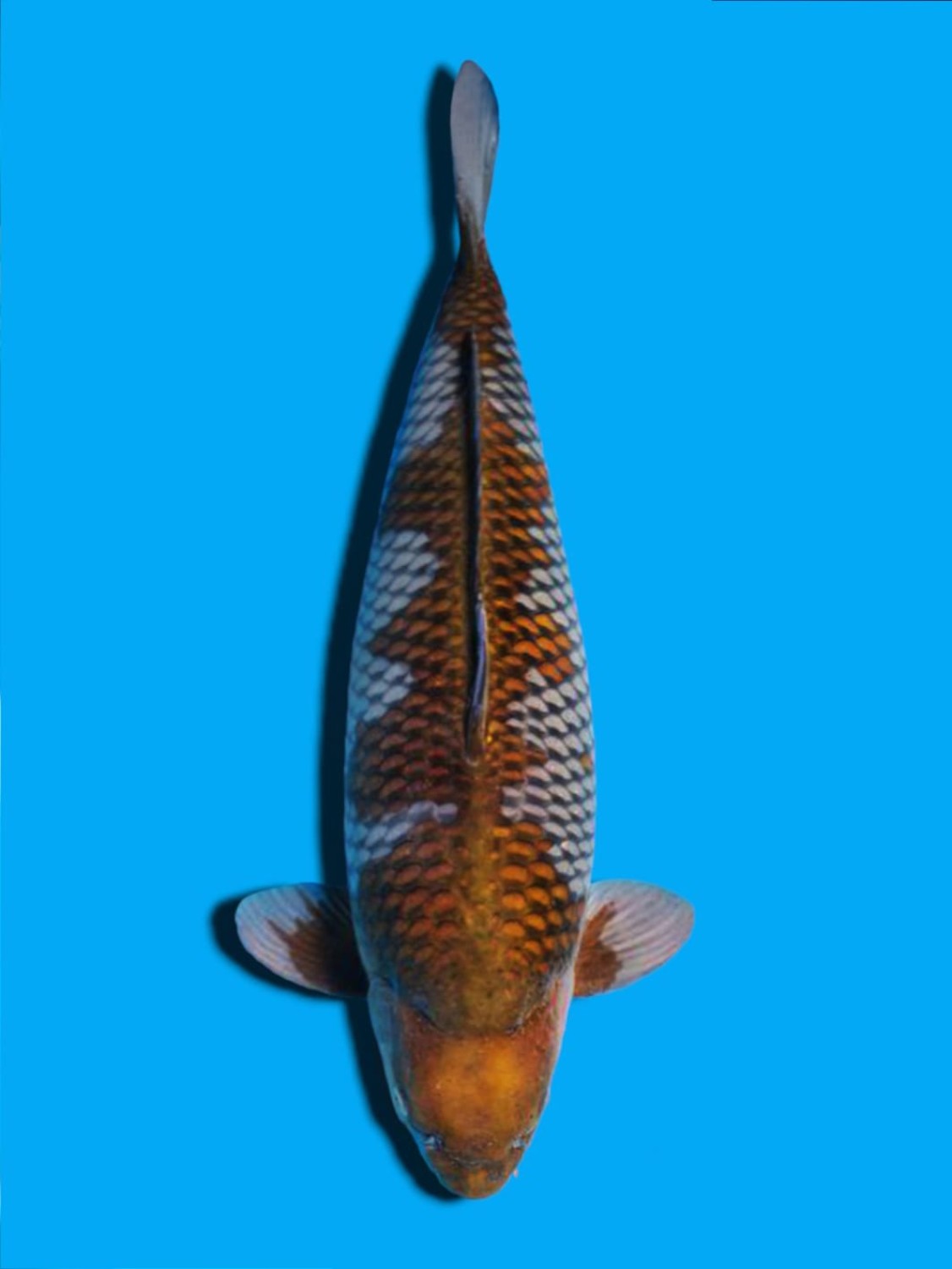 Juara 1