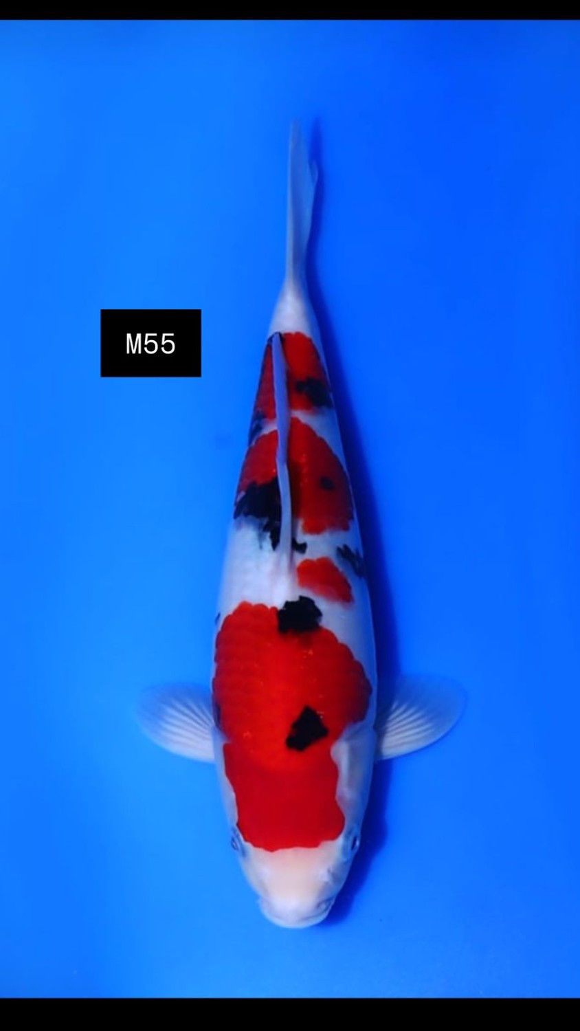 Best In Size A 51 - 55 cm