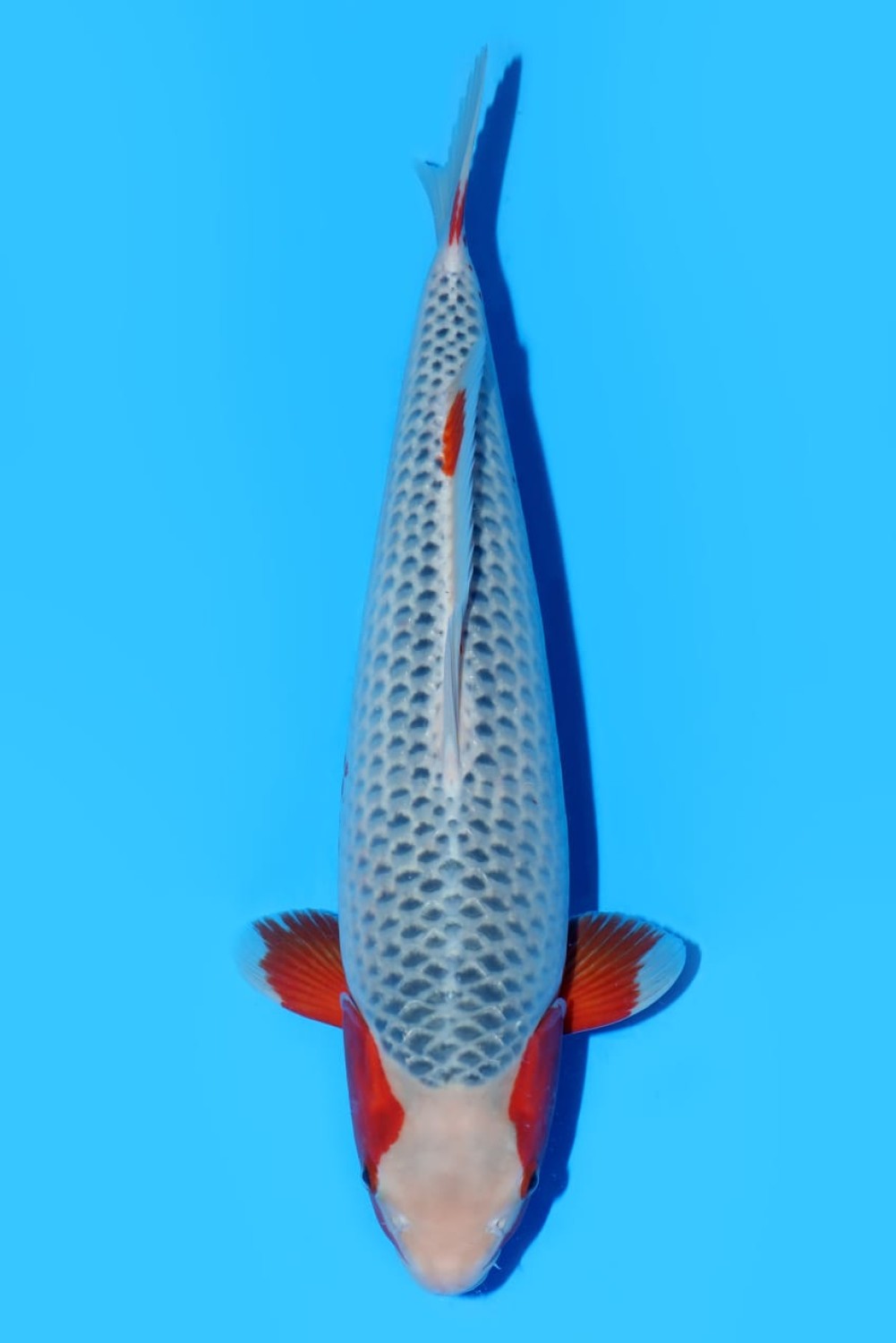 Juara 2