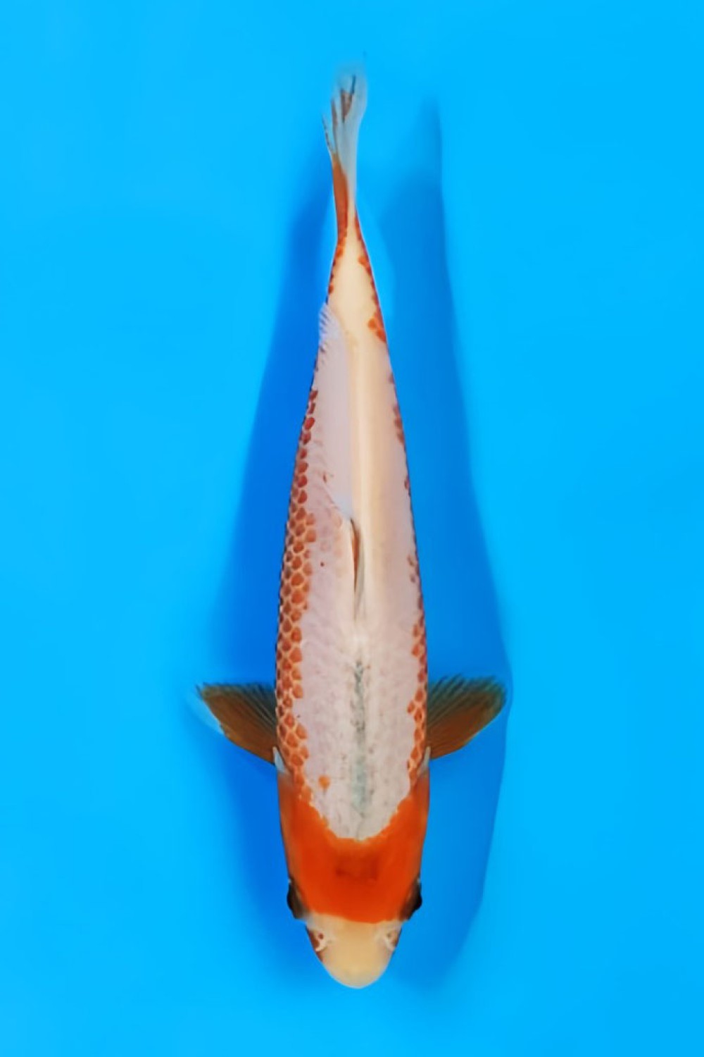Juara 2