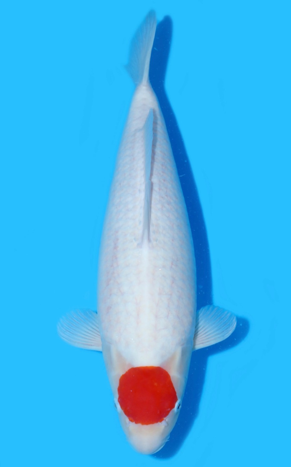 Juara 1