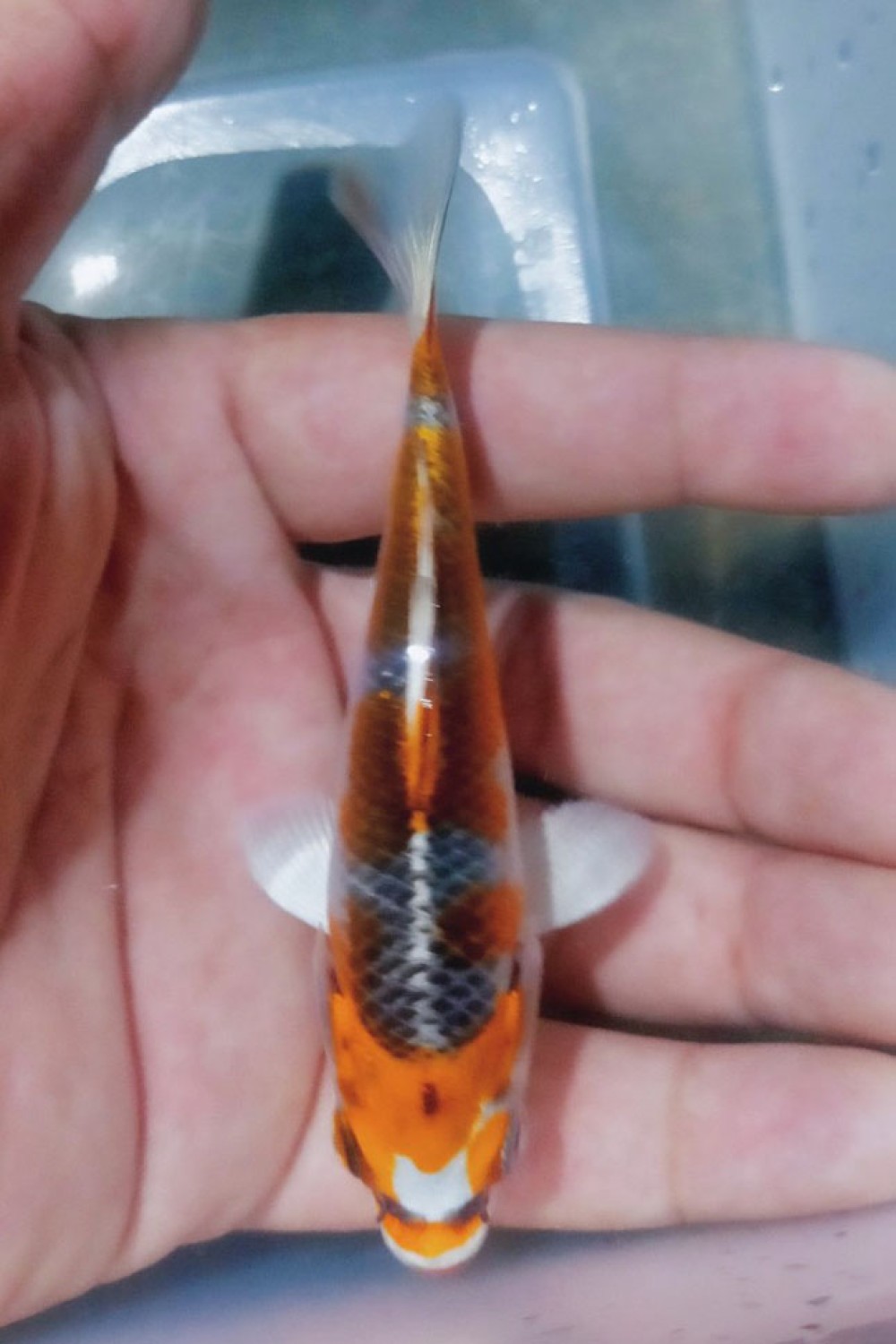 Juara 1
