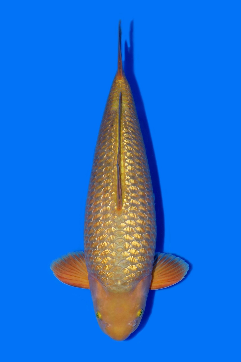 Juara 1