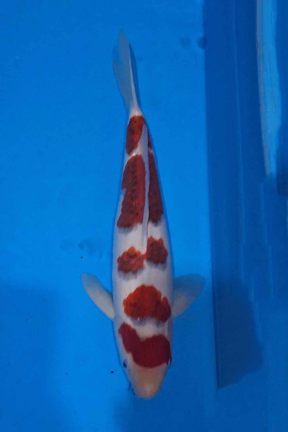 Juara 1
