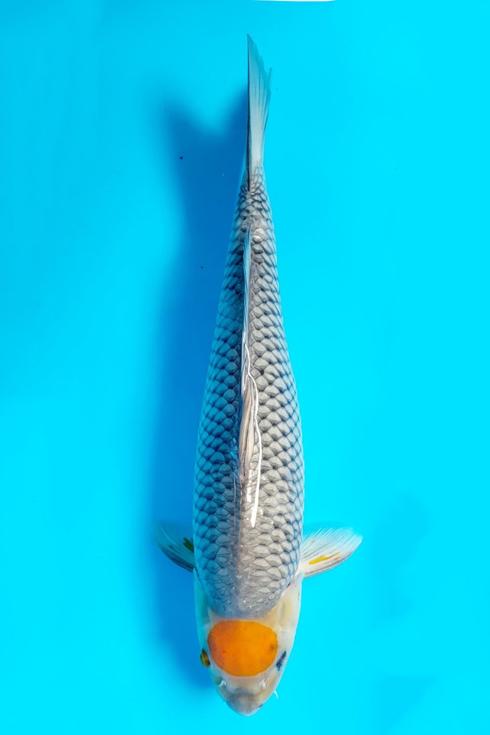 Juara 2