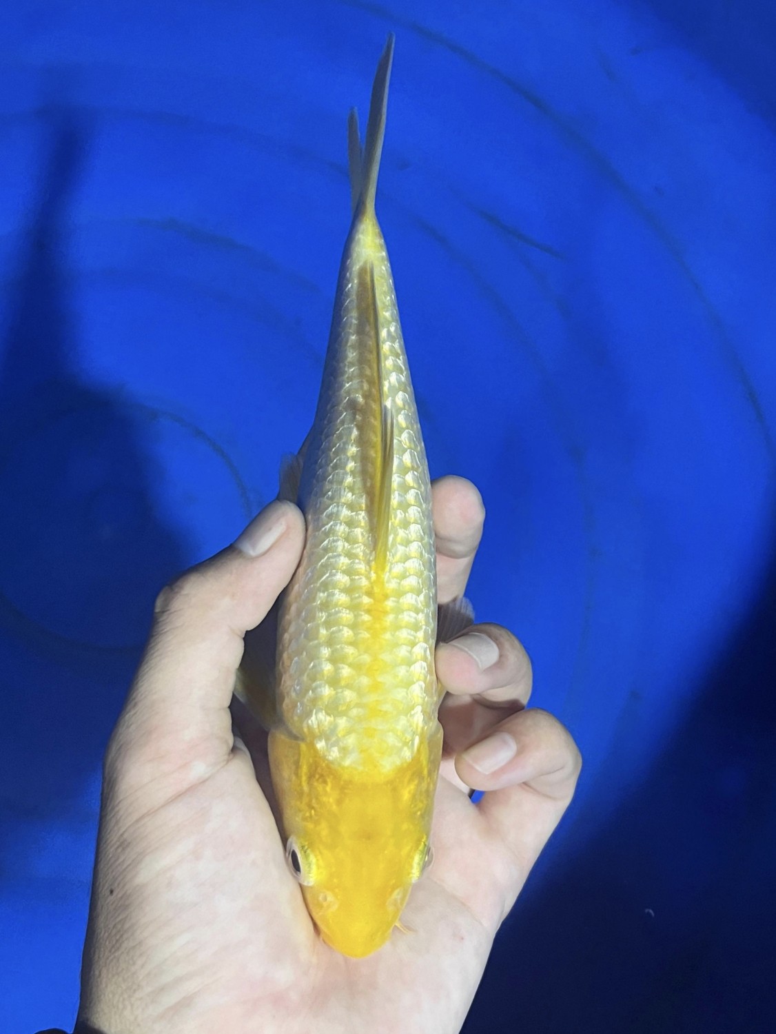 Juara 1