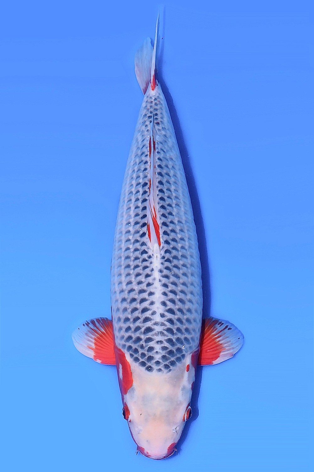 Juara 3