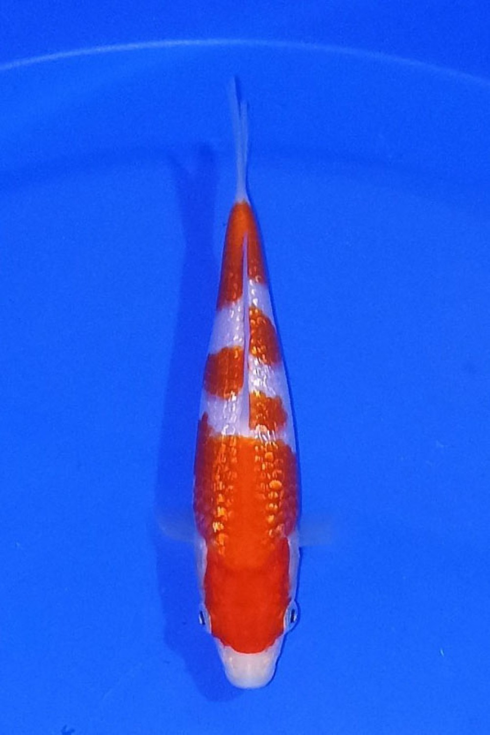 Juara 2
