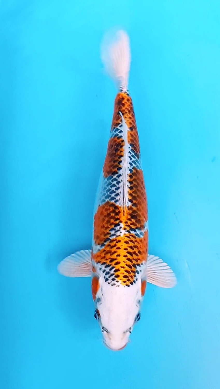 Juara 2
