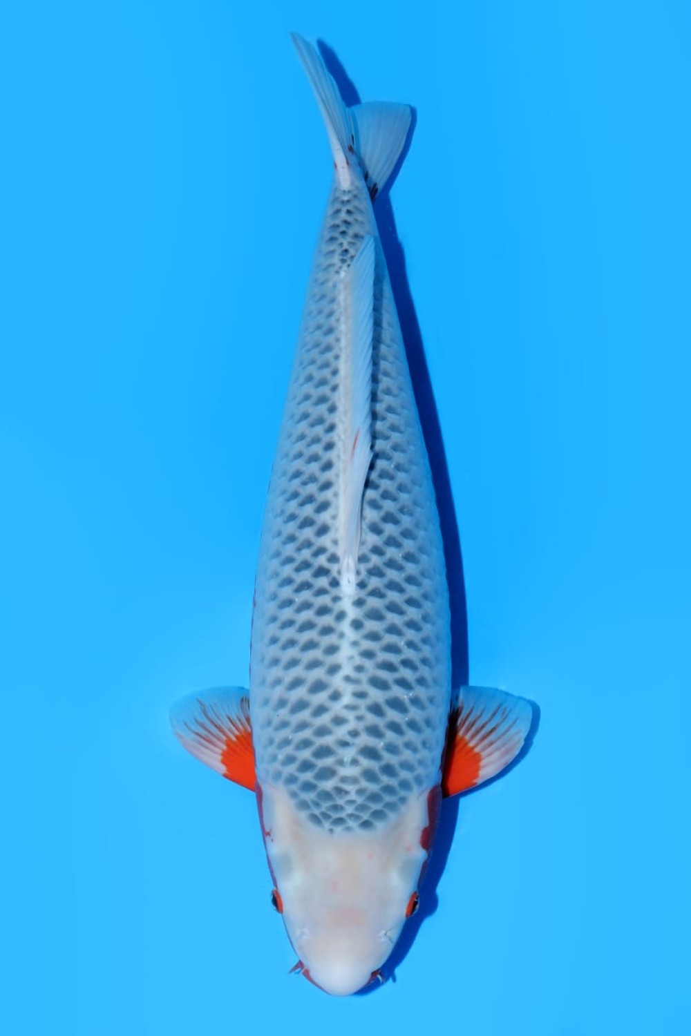 Juara 2