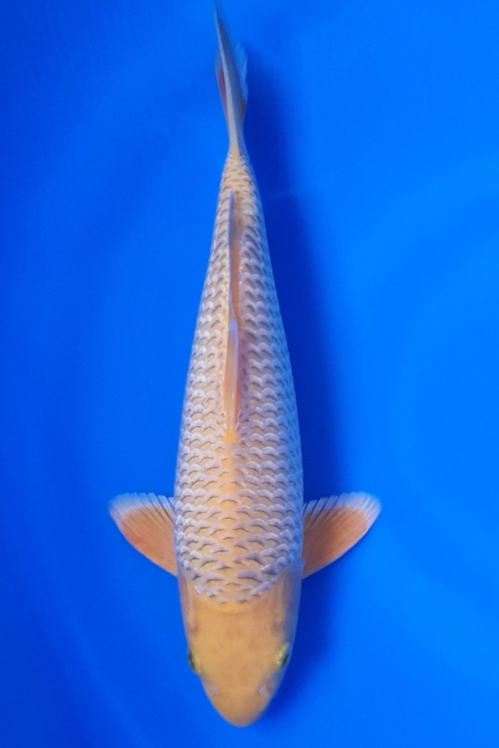 Juara 2