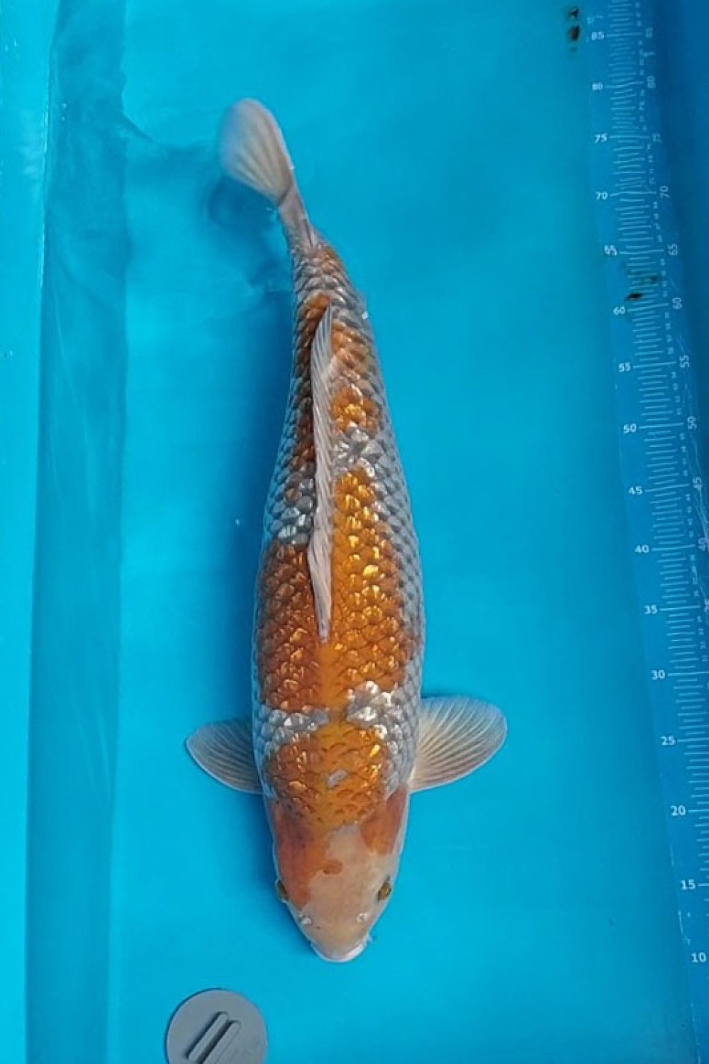 Juara 5