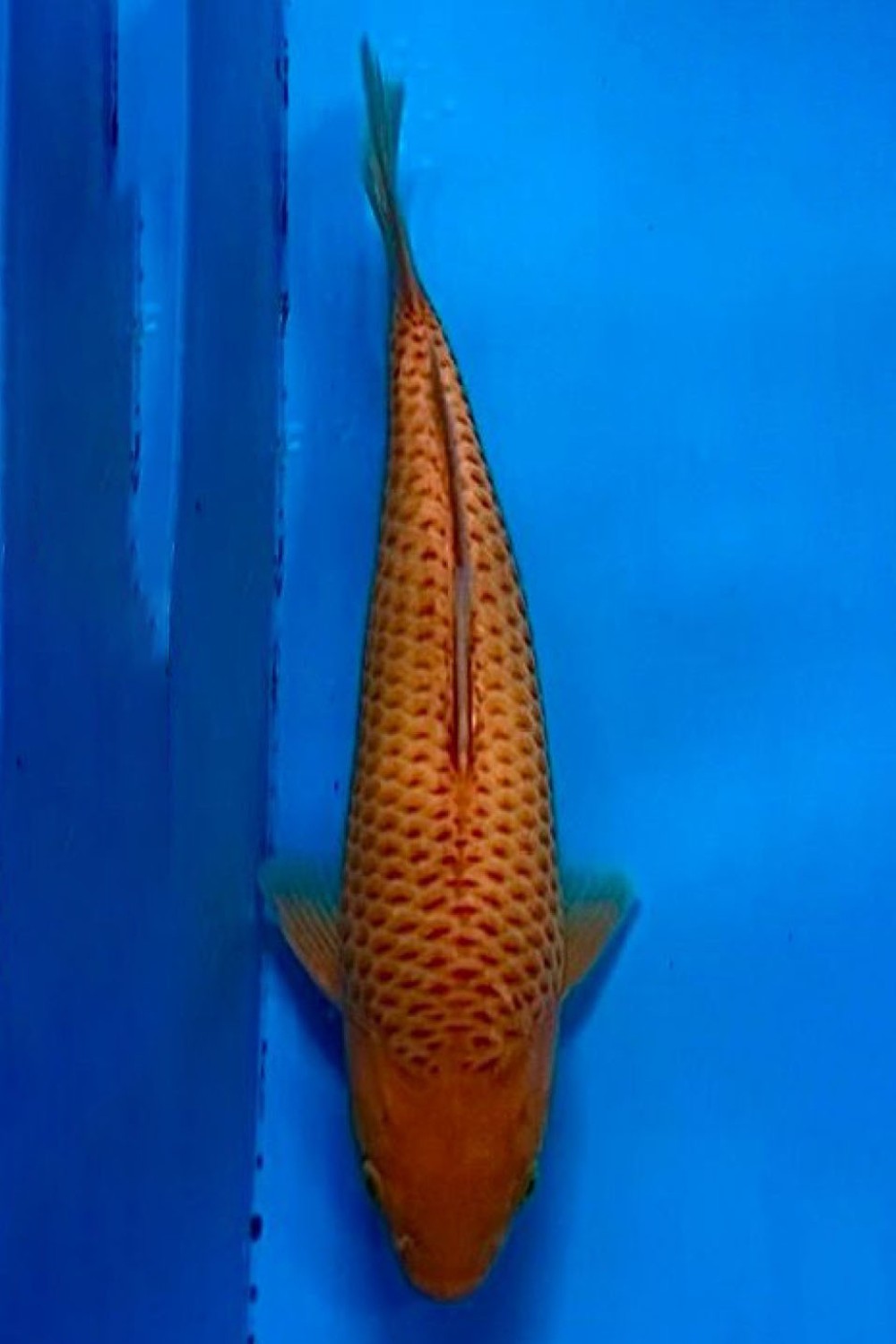Juara 2