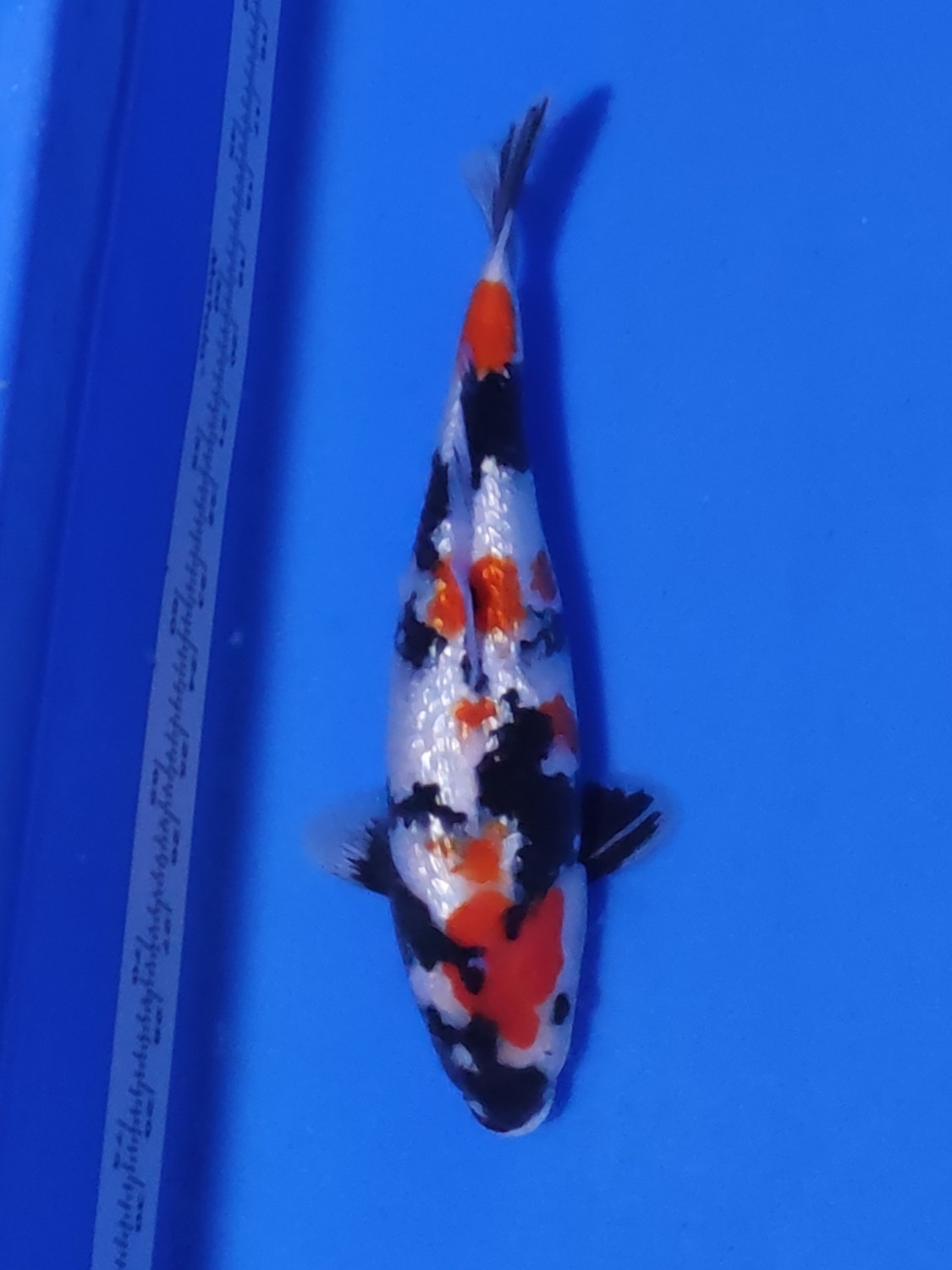Juara 2